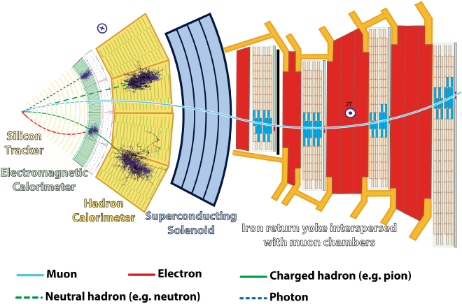 A diagram showing the slice view of the CMS detector at CERN